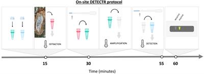 Benchmarking a fast and simple on-site detection assay for the oak wilt pathogen Bretziella fagacearum